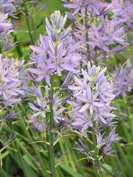 Image of Cusick's camas