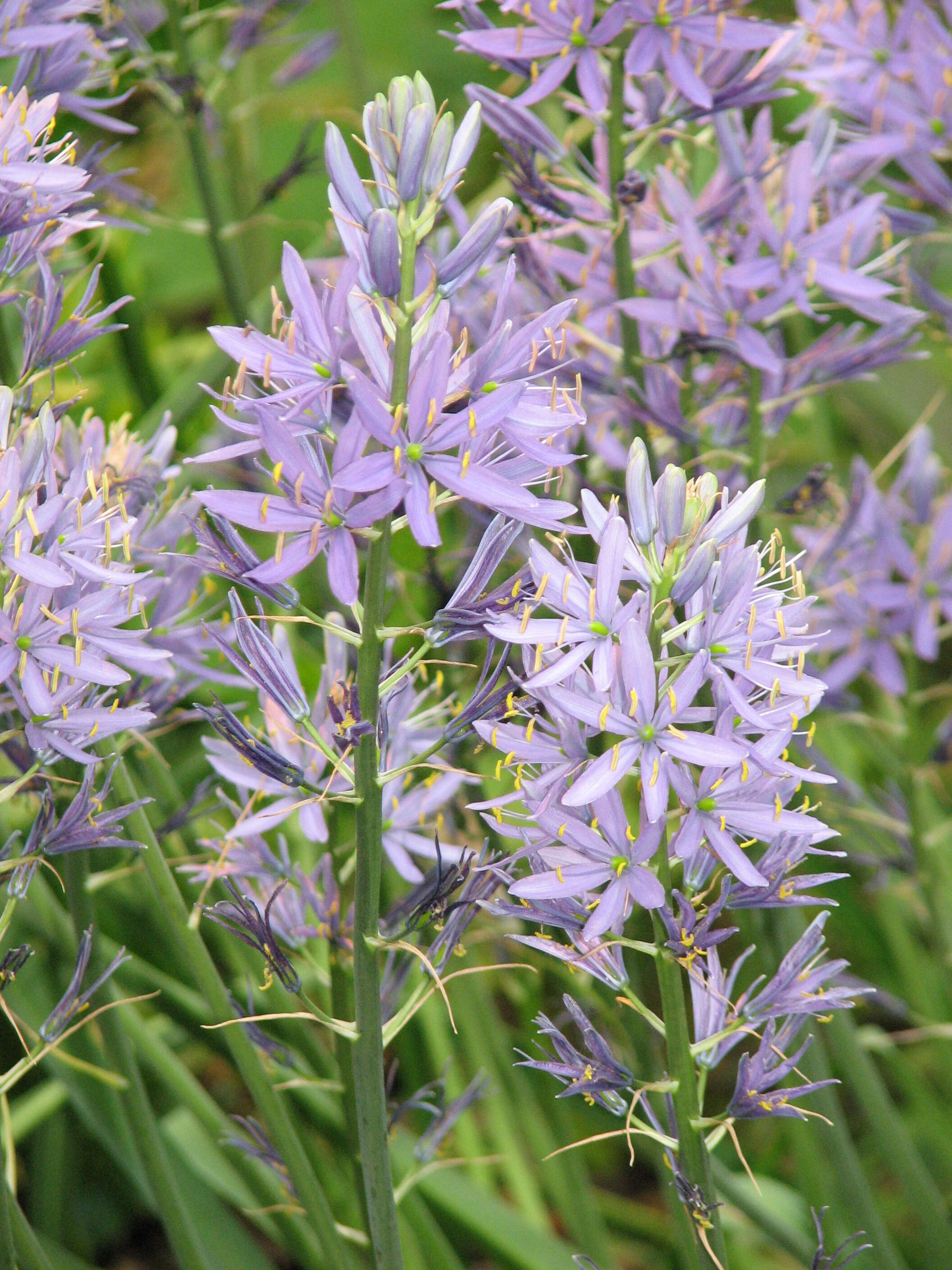 Image de Camassia cusickii S. Watson