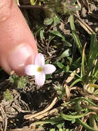 Image of rose bluet