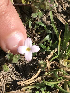 Image of rose bluet