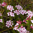 Plancia ëd Erica fastigiata var. fastigiata