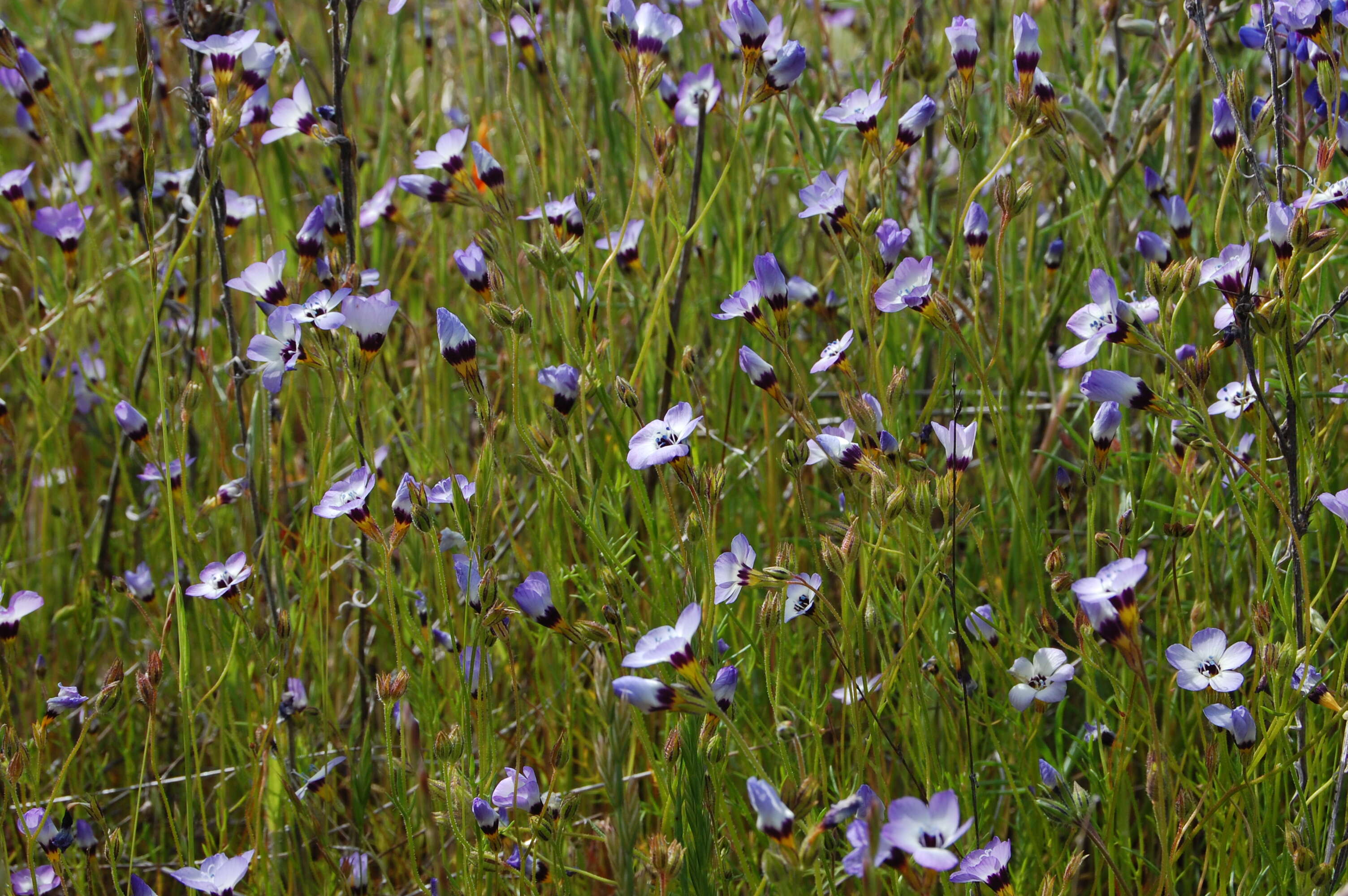 Image of bird's-eye gilia