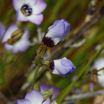 Image of bird's-eye gilia