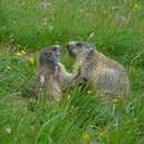 Sivun Marmota marmota latirostris Kratochvil 1961 kuva