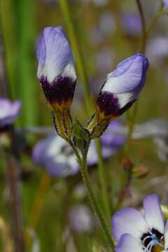 Image of bird's-eye gilia