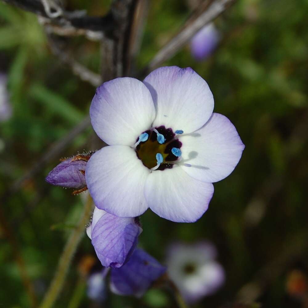 Image of bird's-eye gilia