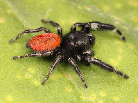 Image of Phidippus johnsoni (Peckham & Peckham 1883)