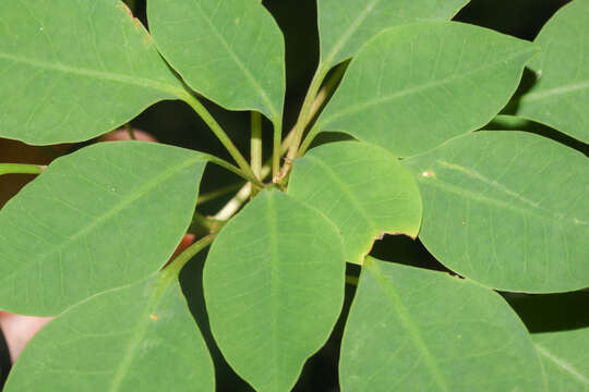 Image of Euphorbia hoffmanniana (Klotzsch & Garcke) Boiss.