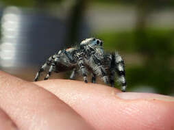 صورة Phidippus adumbratus Gertsch 1934