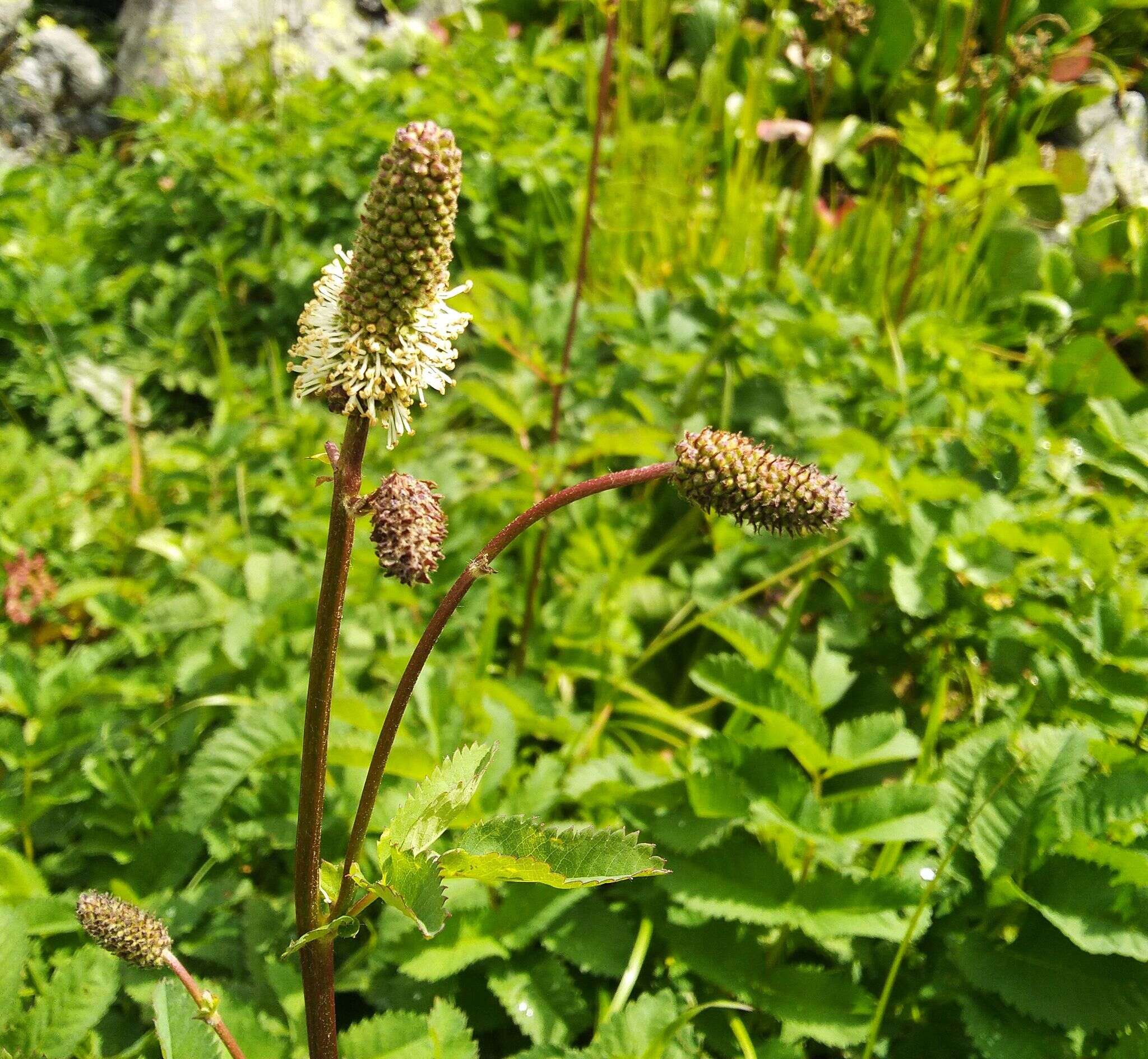 Imagem de Sanguisorba alpina Bunge