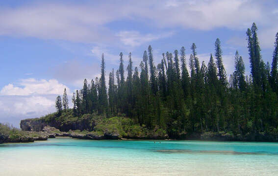 Image of New Caledonia pine