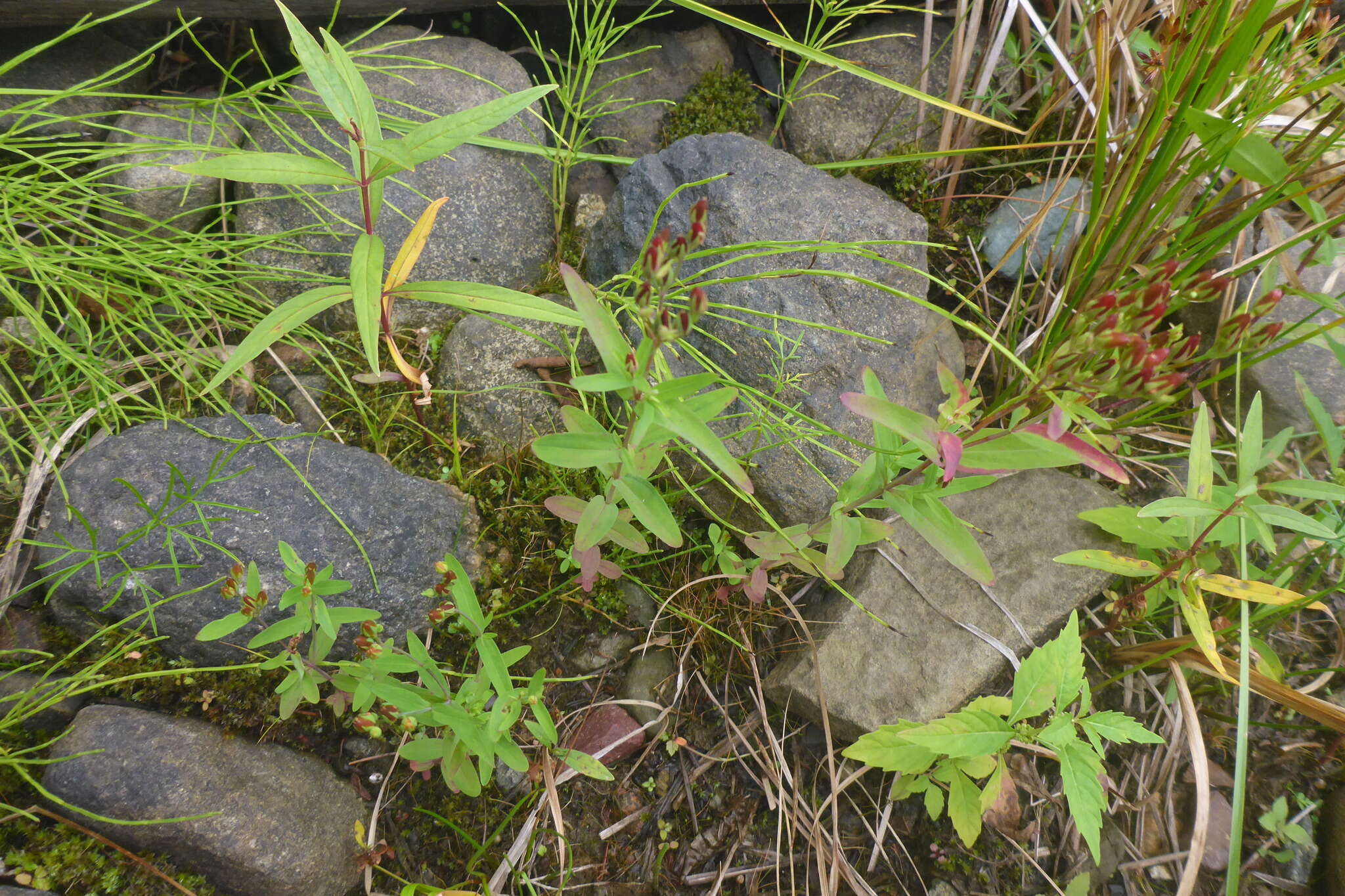 Sivun Hypericum majus (A. Gray) Britton kuva