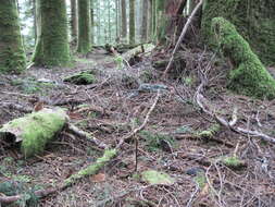 Image of western hemlock