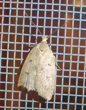 Image of Gold-striped Leaftier