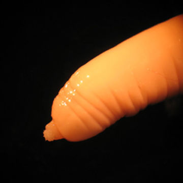 Image of <i>Macracanthorhynchus hirudinaceus</i>