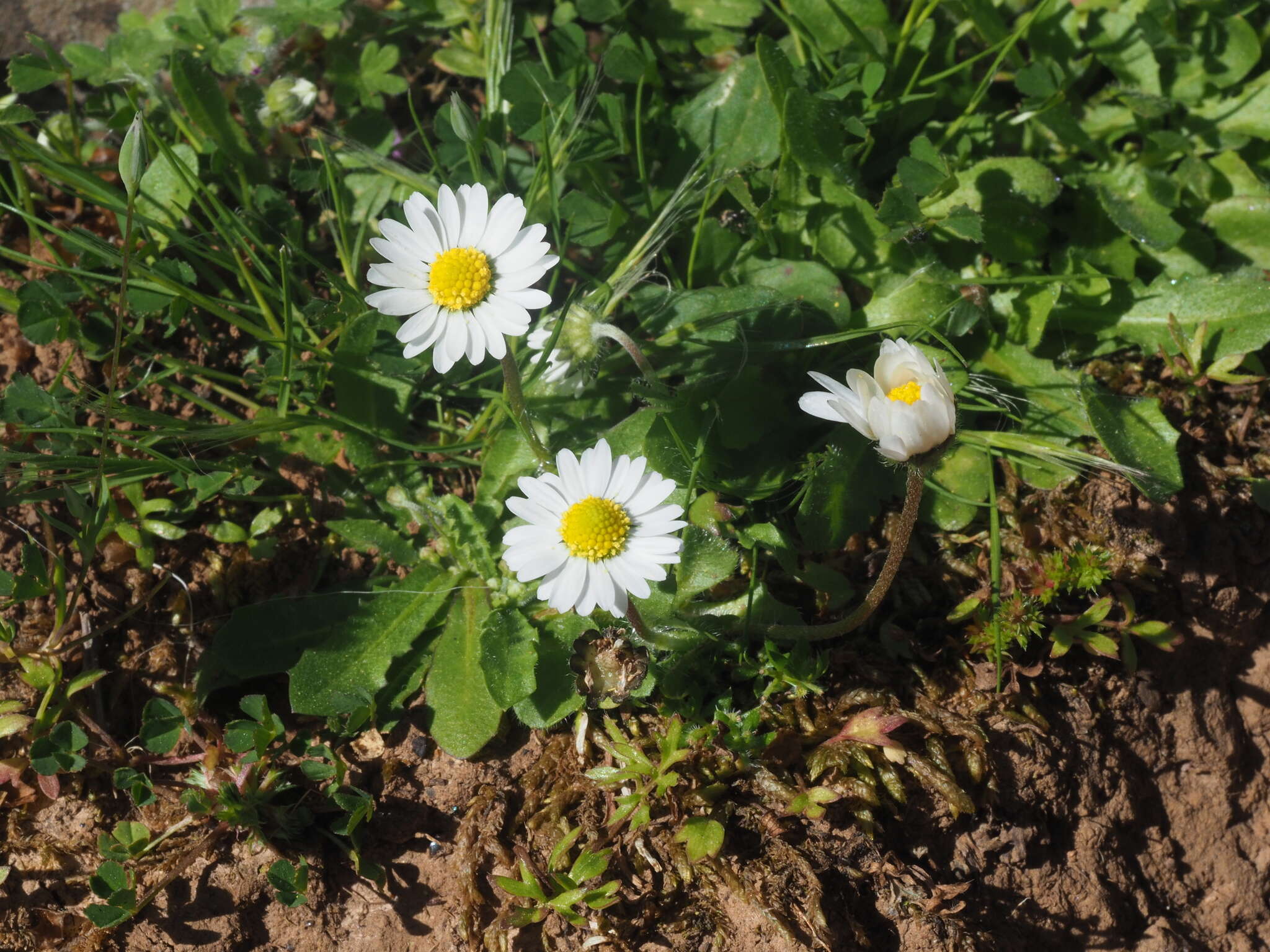 Image of Bellis longifolia Boiss. & Heldr.