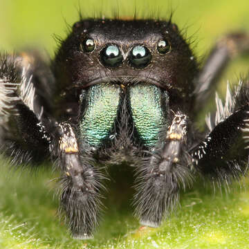 Image of Phidippus johnsoni (Peckham & Peckham 1883)