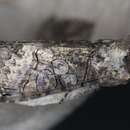 Image of Mouralia tinctoides Guenée 1852