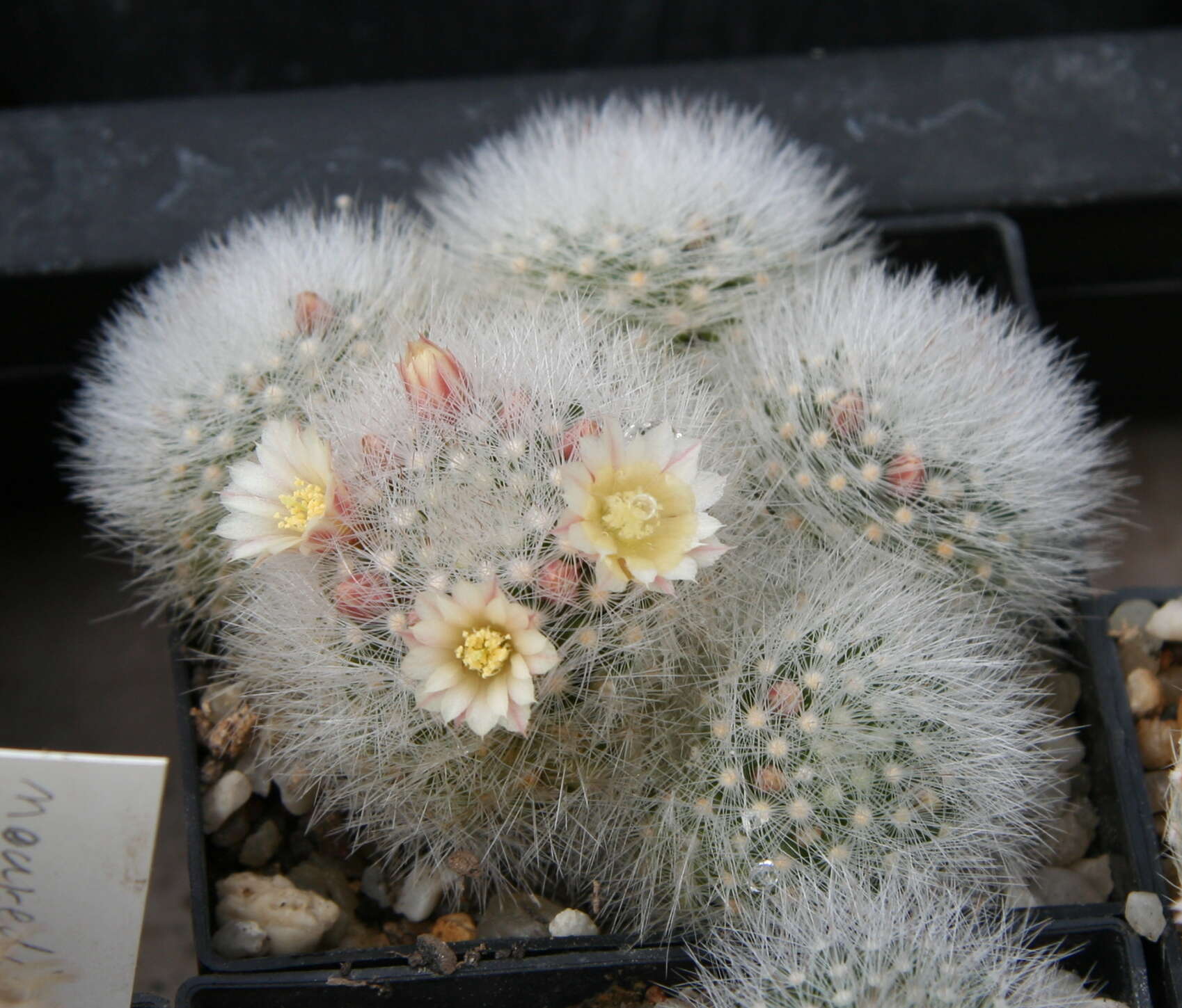 Image de Mammillaria schwarzii Shurly