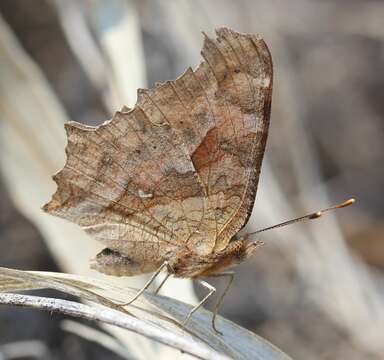 Слика од Polygonia c-aureum Linnaeus 1758