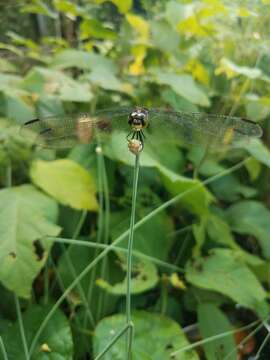 Image of <i>Agrionoptera longitudinalis biserialis</i> Selys 1879