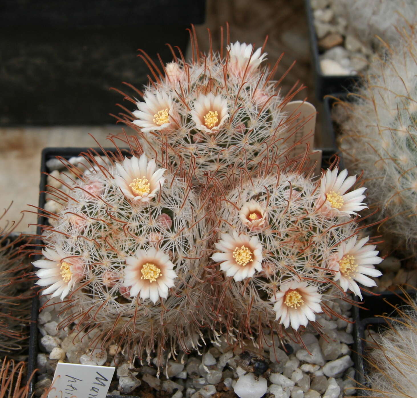 Image of Mammillaria pennispinosa Krainz