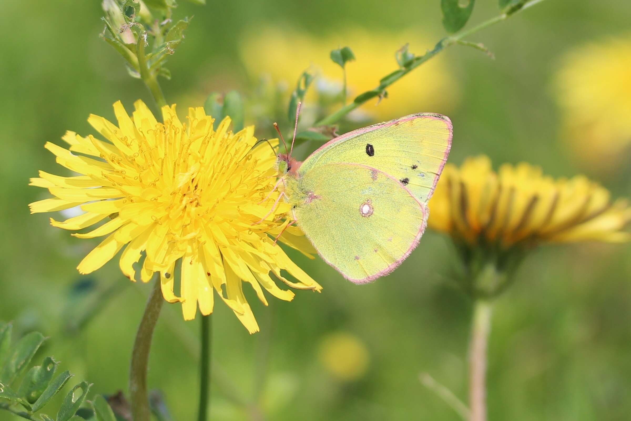 Image of Eastern Pale Clouded Yellow