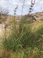 Image of California Saw-Grass