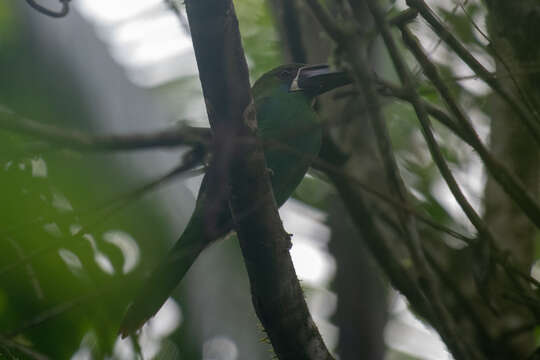 Image of Crimson-rumped Toucanet