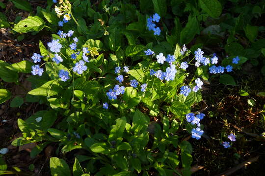 Image of blue-eyed-Mary