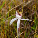 Image of Graceful spider orchid