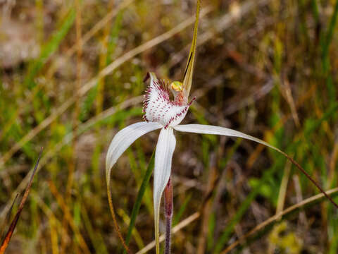 Image of Graceful spider orchid