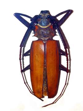 Image of Enoplocerus