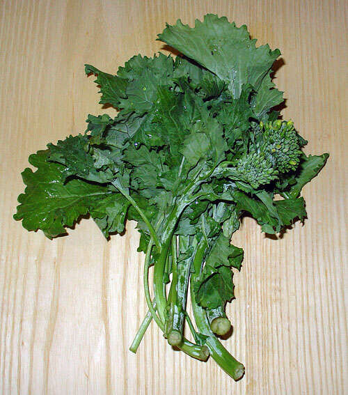 Image of Brassica ruvo