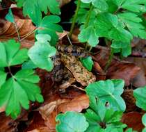 Image of Altai Brown Frog (Altai Mountains Populations)