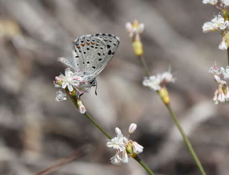 Euphilotes enoptes (Boisduval 1852)的圖片