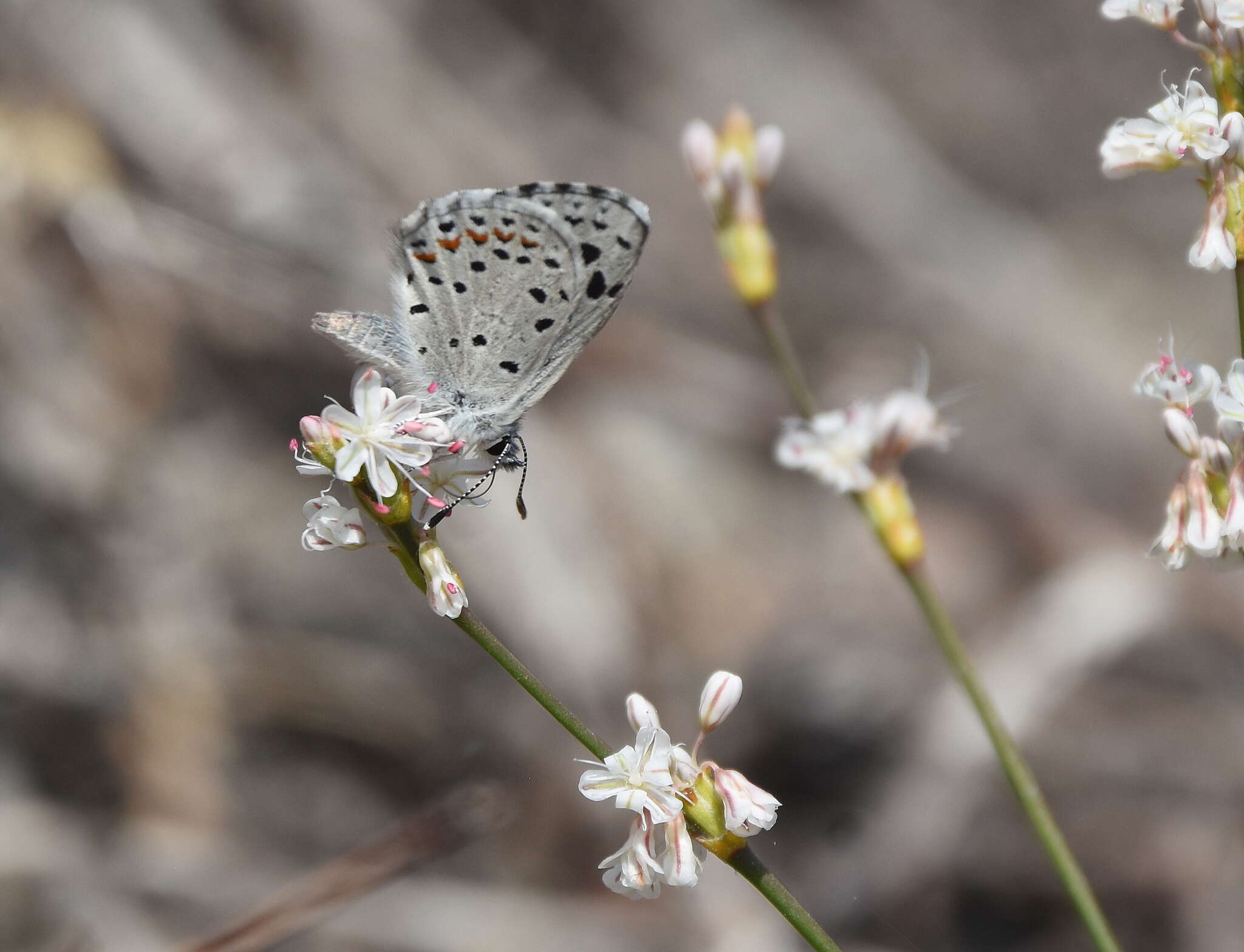 Image of Dotted Blue