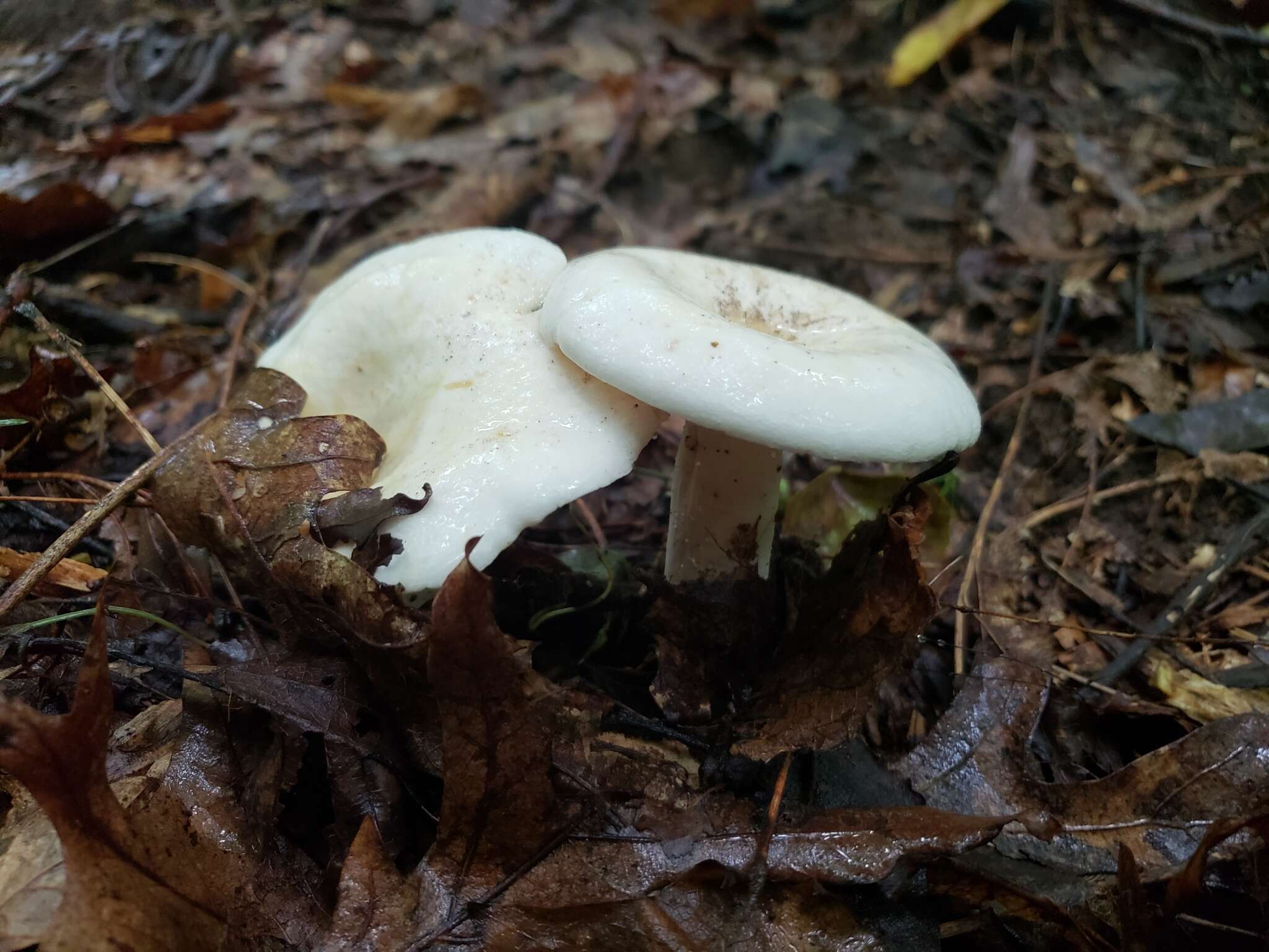 Imagem de Lactarius piperatus (L.) Pers. 1797