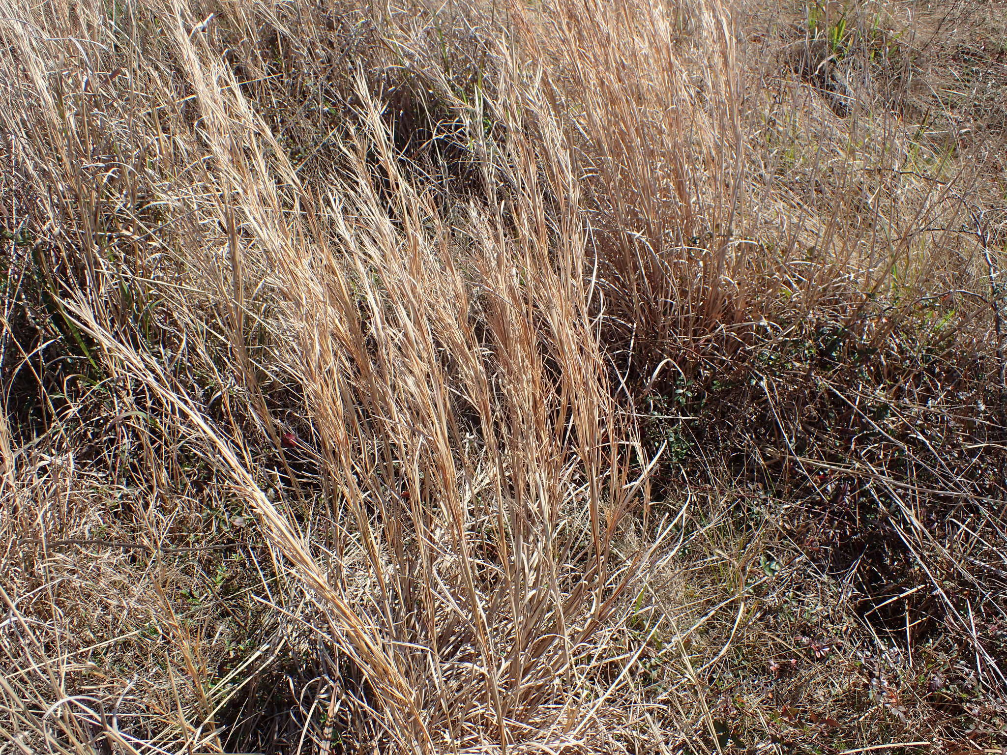 Image of Broomsedge Bluestem