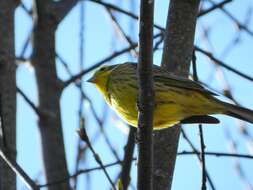 Image of Yellowhammer