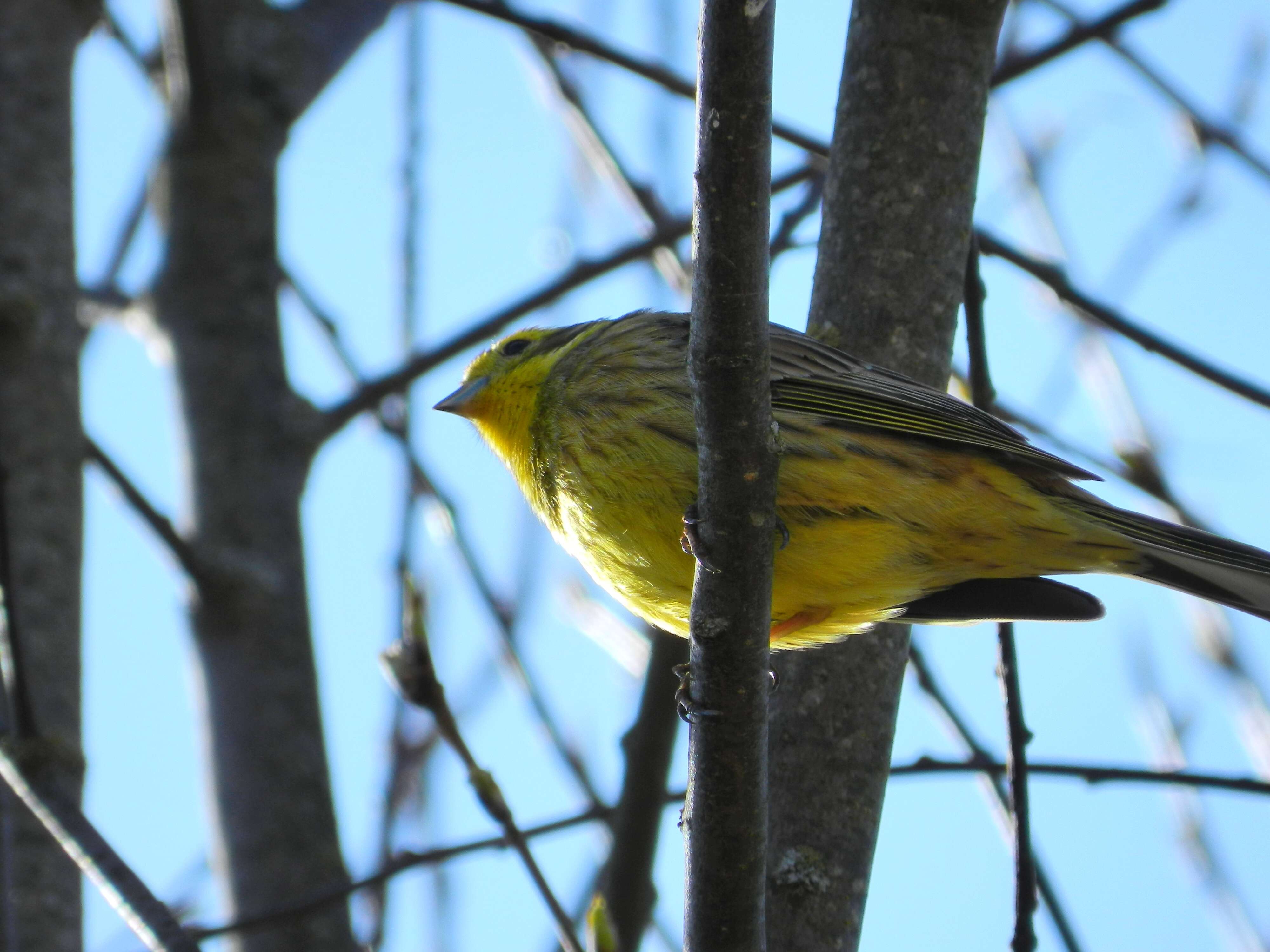 Image of Yellowhammer