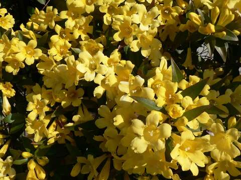 Image of evening trumpetflower