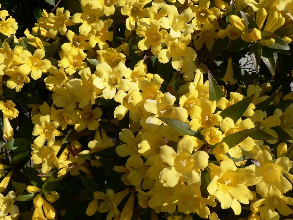 Image of evening trumpetflower