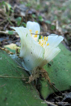 Image of Haemanthus deformis Hook. fil.