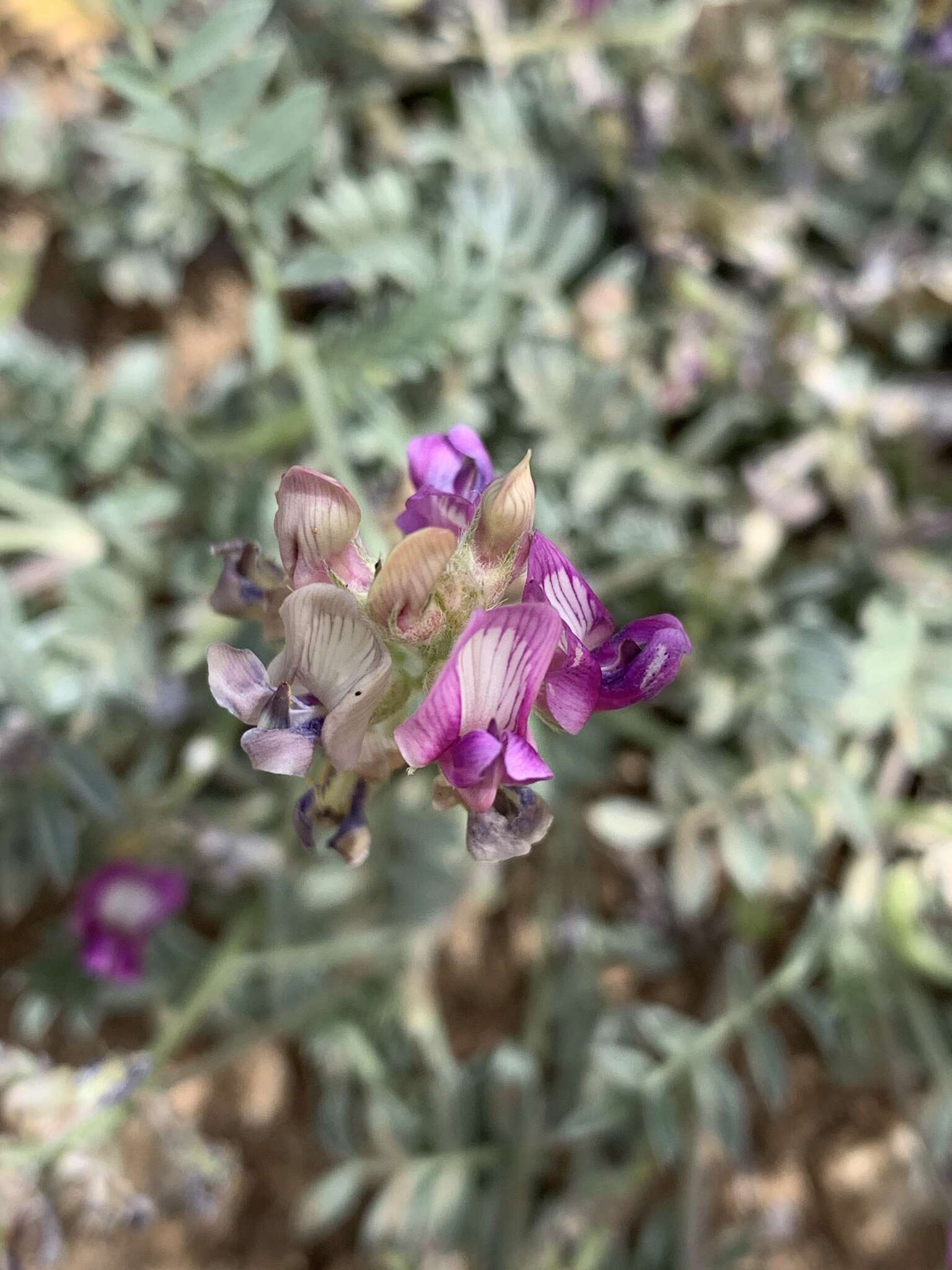 Sivun Astragalus humistratus var. sonorae (A. Gray) M. E. Jones kuva