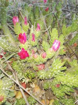 Слика од Austrocylindropuntia shaferi (Britton & Rose) Backeb.