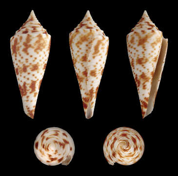 Image of Conasprella comatosa (Pilsbry 1904)