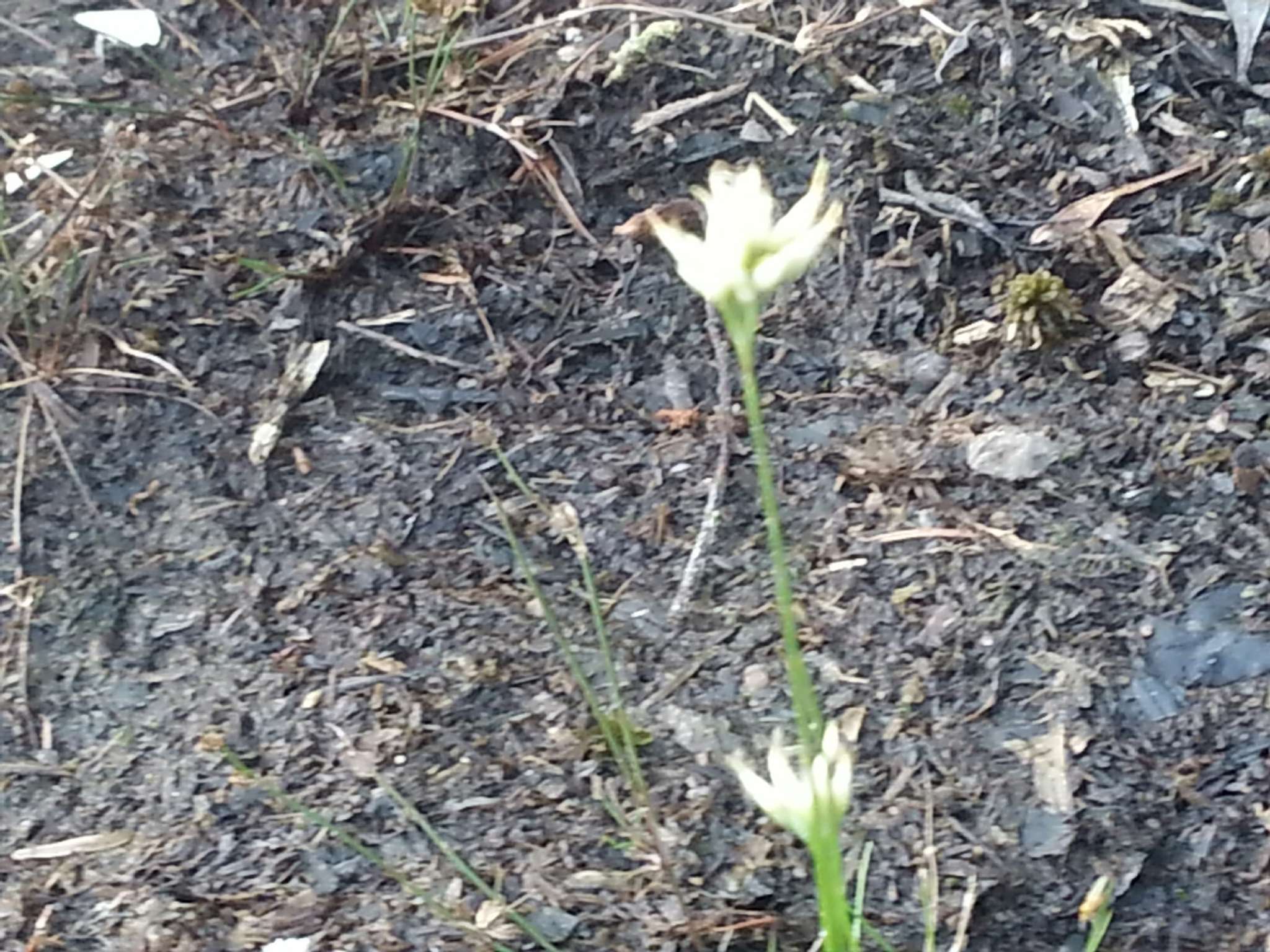 Plancia ëd Rhynchospora alba (L.) Vahl