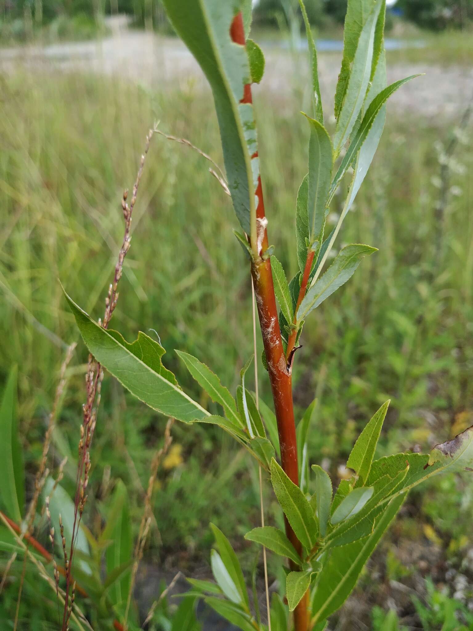 Image of Sachalin Willow