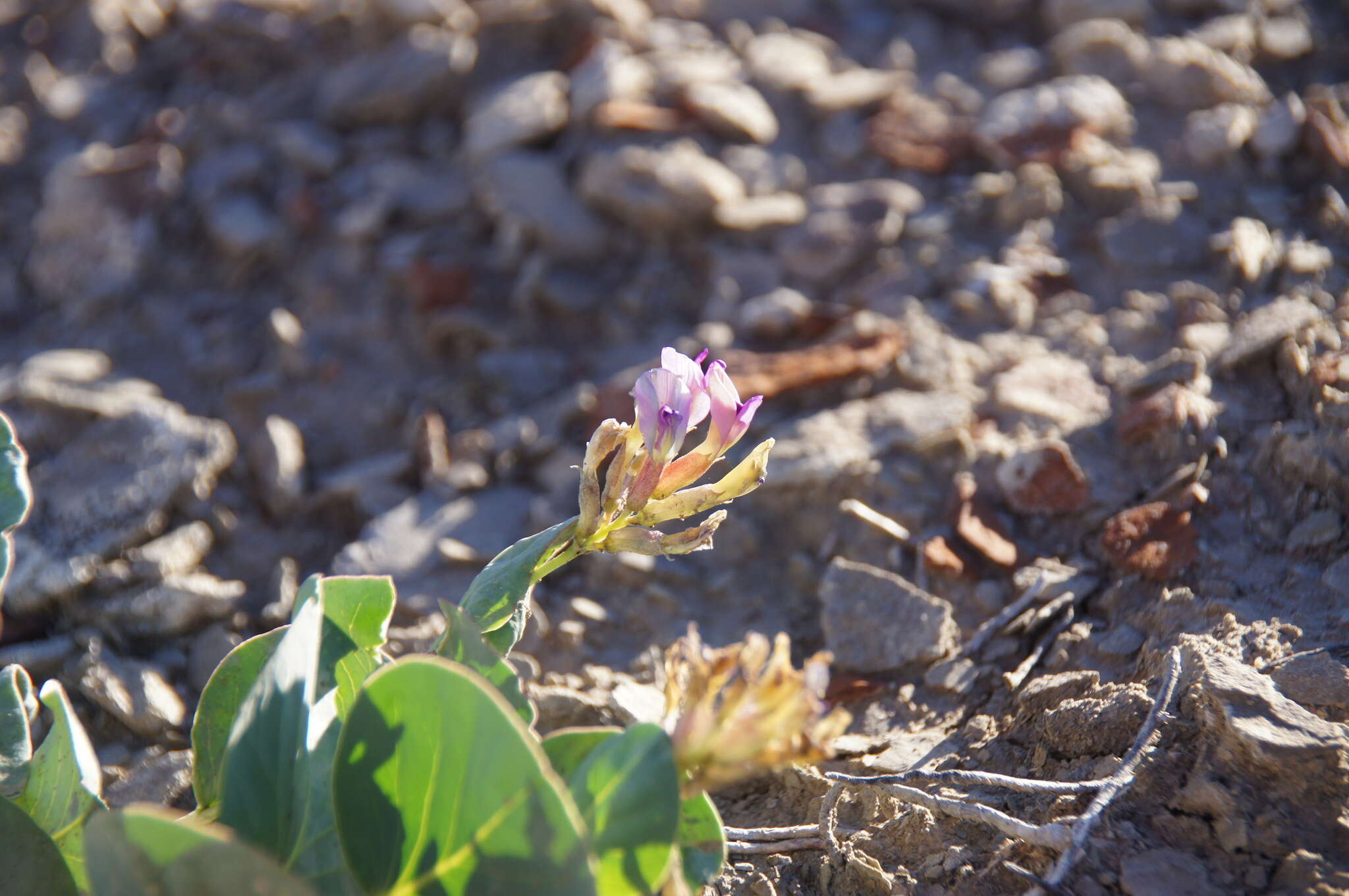 Astragalus asclepiadoides M. E. Jones resmi